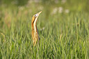 BUITEN BEELD Foto: 453661