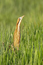 BUITEN BEELD Foto: 453662