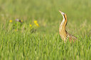 BUITEN BEELD Foto: 453663