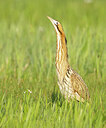 BUITEN BEELD Foto: 453665