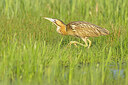 BUITEN BEELD Foto: 453666