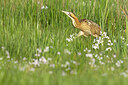 BUITEN BEELD Foto: 453668