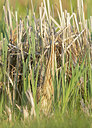 BUITEN BEELD Foto: 453669