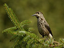 BUITEN BEELD Foto: 45012