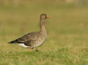 BUITEN BEELD Foto: 45017