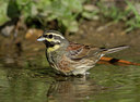 BUITEN BEELD Foto: 45029
