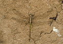 BUITEN BEELD Foto: 45030