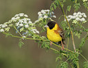 BUITEN BEELD Foto: 45032
