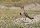 BUITEN BEELD Foto: 45077