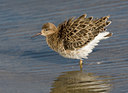 BUITEN BEELD Foto: 45083