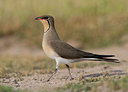 BUITEN BEELD Foto: 45086