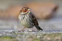 BUITEN BEELD Foto: 45326