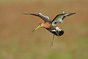 BUITEN BEELD Foto: 45327