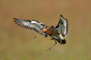 BUITEN BEELD Foto: 45330