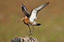 BUITEN BEELD Foto: 45331