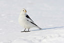 BUITEN BEELD Foto: 45342