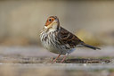 BUITEN BEELD Foto: 45383