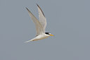 BUITEN BEELD Foto: 45385
