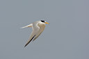 BUITEN BEELD Foto: 45386