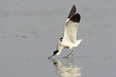 BUITEN BEELD Foto: 45395
