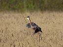 BUITEN BEELD Foto: 45398