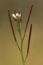 BUITEN BEELD Foto: 45416
