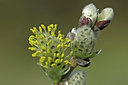BUITEN BEELD Foto: 45424