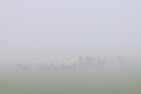 BUITEN BEELD Foto: 45460