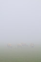 BUITEN BEELD Foto: 45461