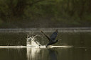 BUITEN BEELD Foto: 45532