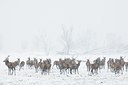 BUITEN BEELD Foto: 45547