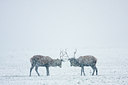 BUITEN BEELD Foto: 45552