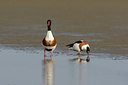 BUITEN BEELD Foto: 45567