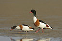 BUITEN BEELD Foto: 45570
