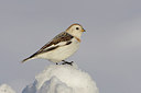 BUITEN BEELD Foto: 45597