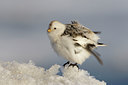 BUITEN BEELD Foto: 45599