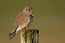 BUITEN BEELD Foto: 45718