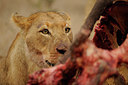 BUITEN BEELD Foto: 45752