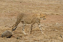 BUITEN BEELD Foto: 45796