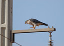 BUITEN BEELD Foto: 45876