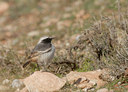 BUITEN BEELD Foto: 45880
