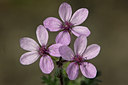 BUITEN BEELD Foto: 45900