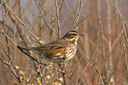 BUITEN BEELD Foto: 45931