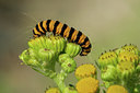 BUITEN BEELD Foto: 45959