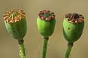 BUITEN BEELD Foto: 45979