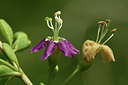BUITEN BEELD Foto: 46019