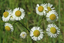 BUITEN BEELD Foto: 46030