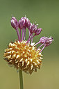 BUITEN BEELD Foto: 46037