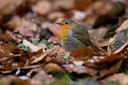 BUITEN BEELD Foto: 46076