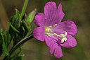 BUITEN BEELD Foto: 46082